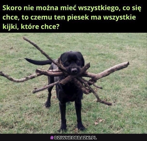 Najszczęśliwszy piesek Najszczęśliwszy piesek