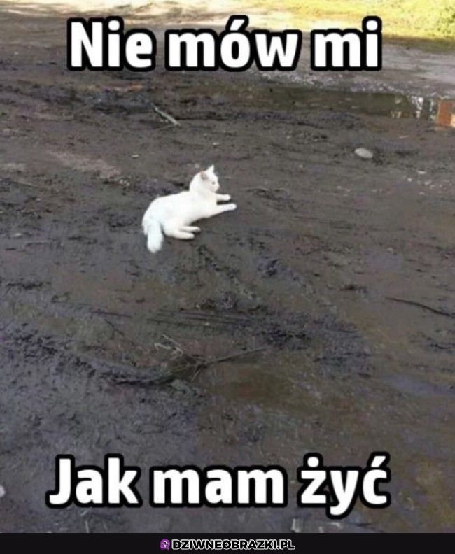 Odważne kitku