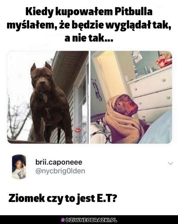 Pitbull