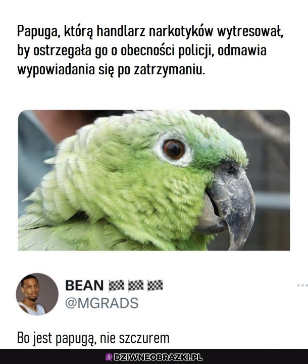 Dobra papuga
