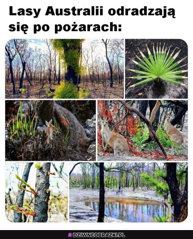 Łapcie pozytywne info