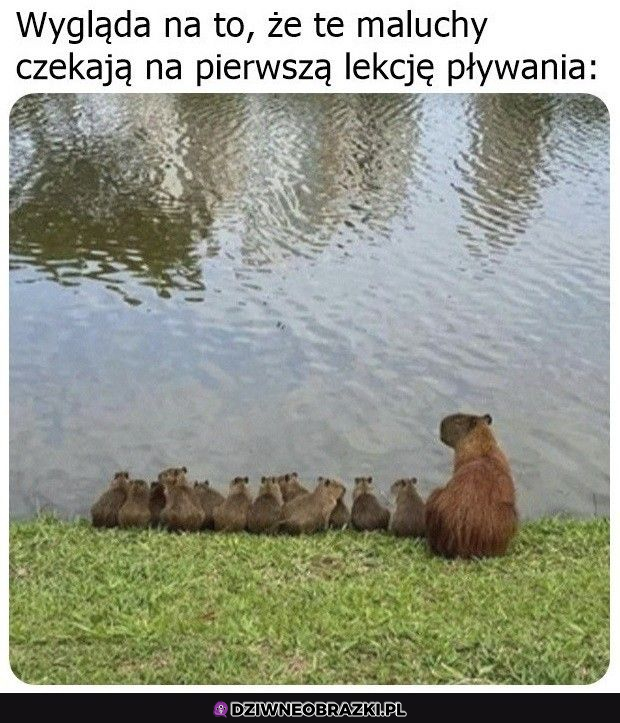 lekcja pływania