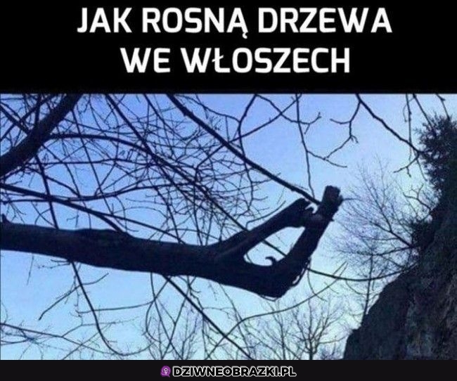 Włoskie drzewa