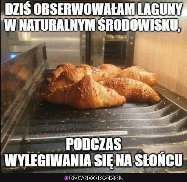 Laguny