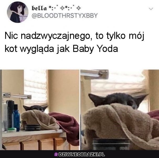 Kot czy Yoda?