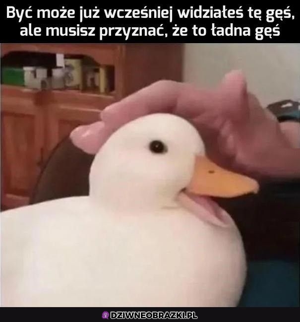 Gęś