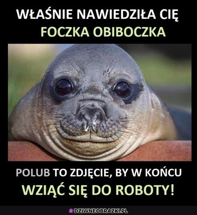 No dajesz