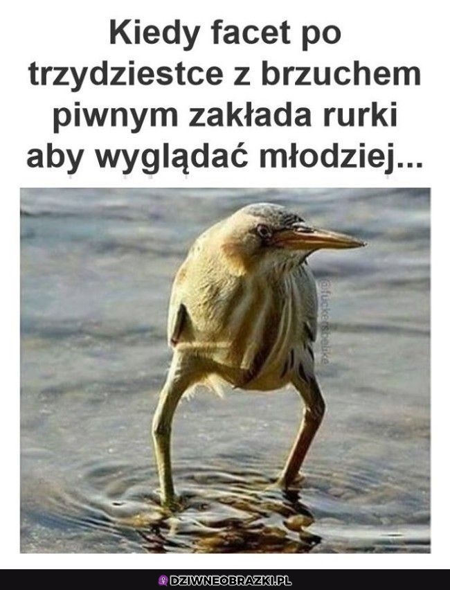 Taki ich wygląd