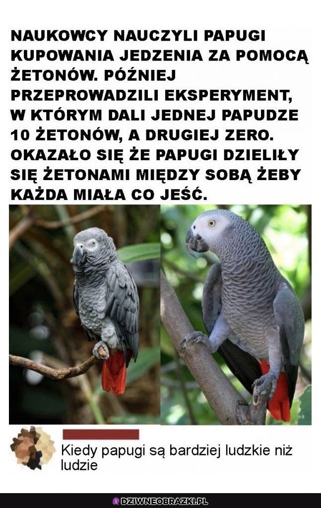 Ptasi komunizm