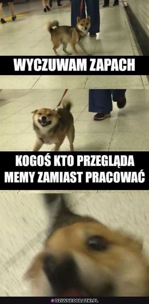 Wyczuł Cię