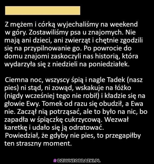 Warto było przygarnąć psa na chwilę