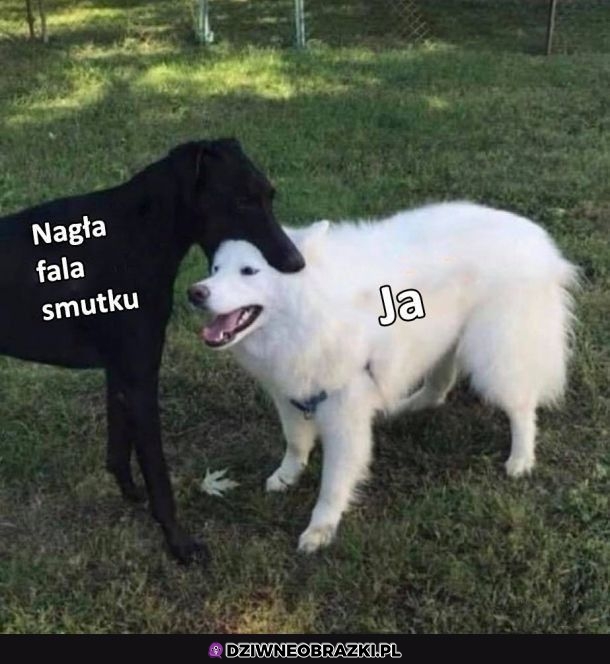 Atakuje znienacka