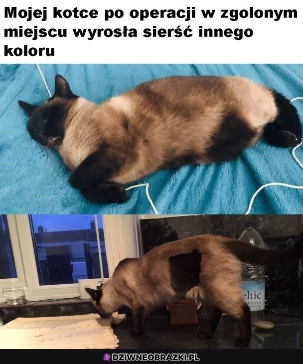 Załatana