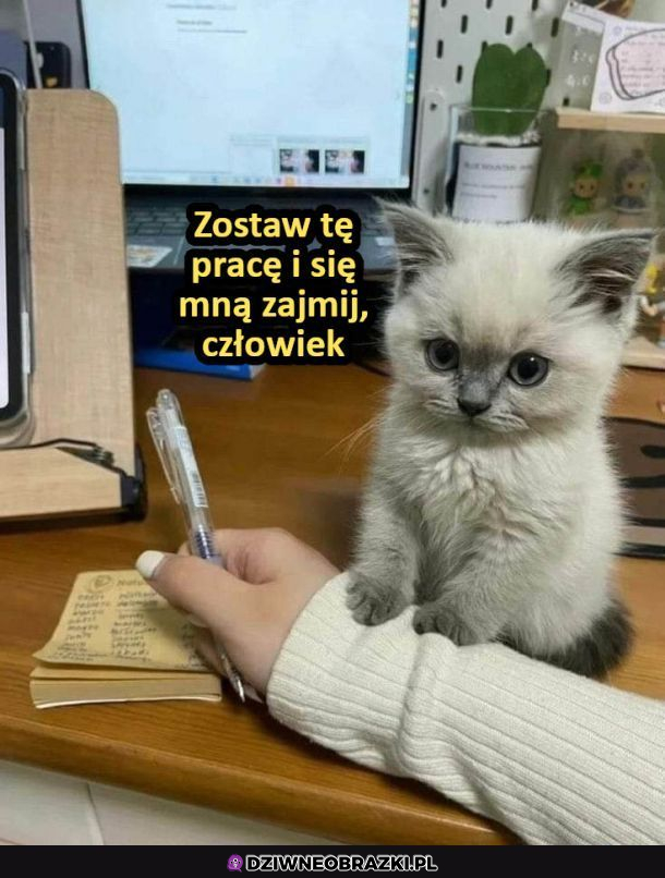Słodziakowi nie da się odmówić