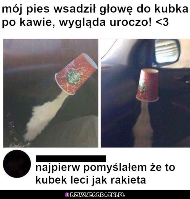Piesek w kawie