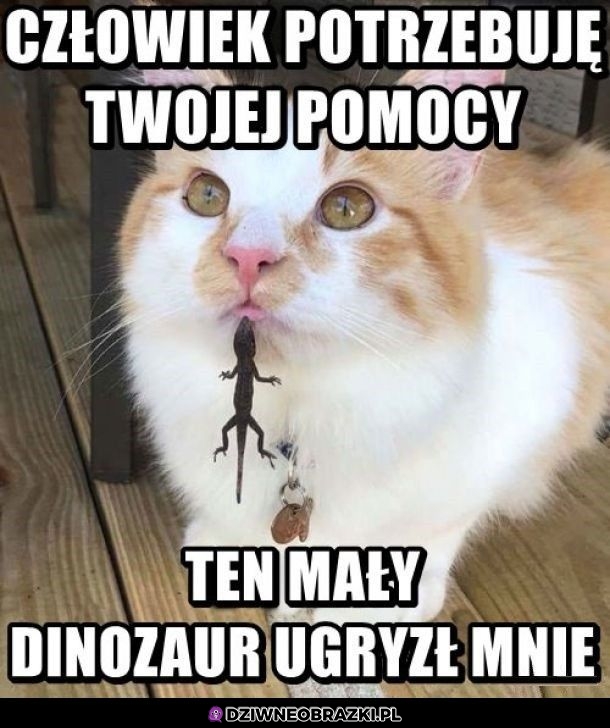 Dinozaur go dziabnął