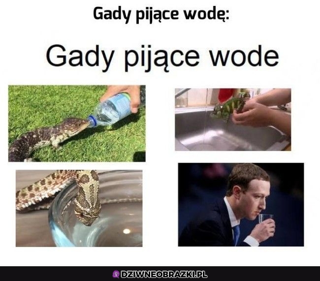 Gady pijące wode