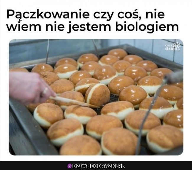 Pączkowanie