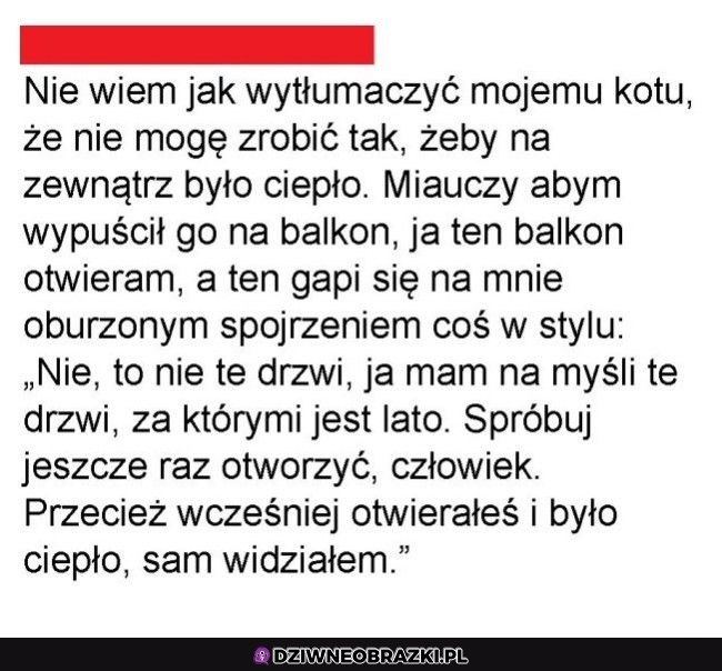 I weź to kotu wytłumacz