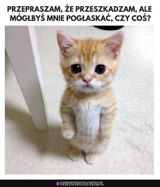 Przepraszam bardzo