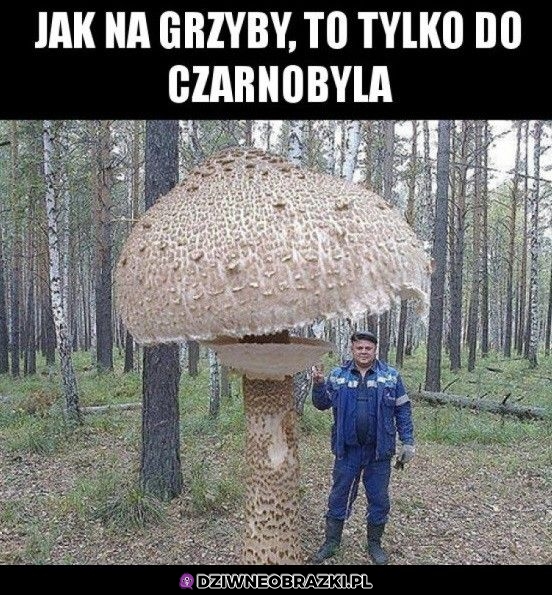 Grzybek