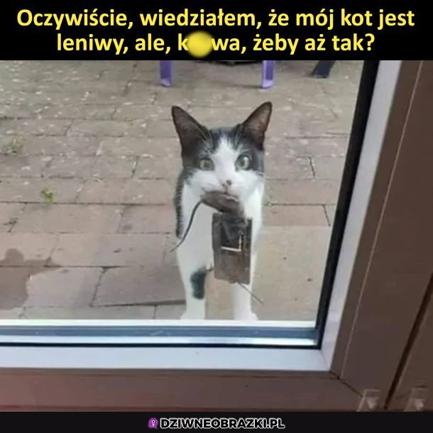 Leniwy kot