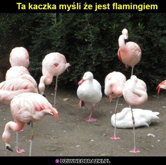 Prawie nie zauważyłem różnicy
