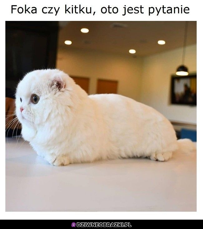 Fokeł