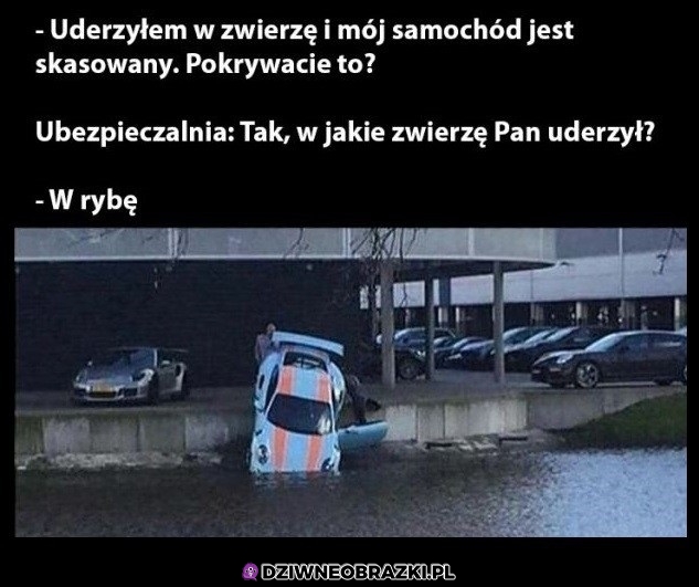 Uderzył w zwierzątko