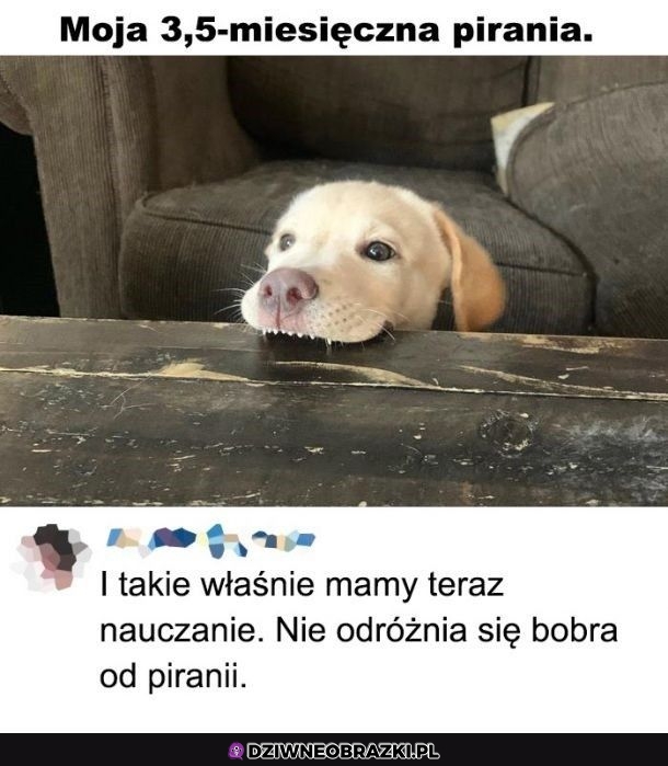 Pirania