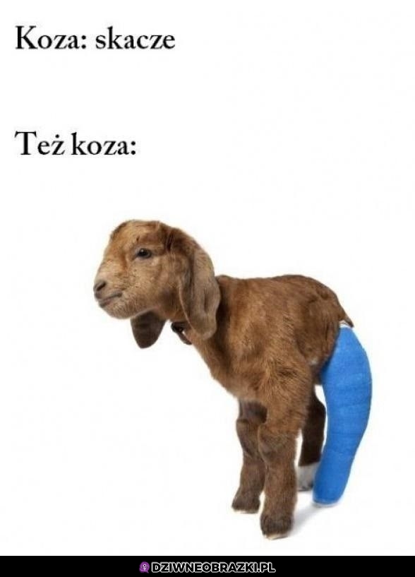 Gdyby kózka..