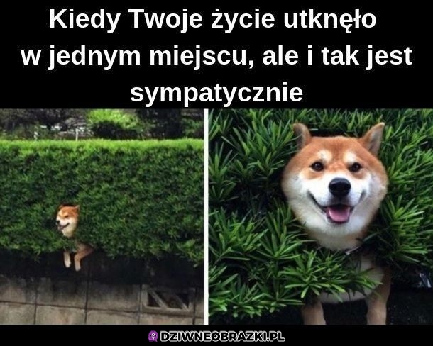 Przynajmniej jest spoko