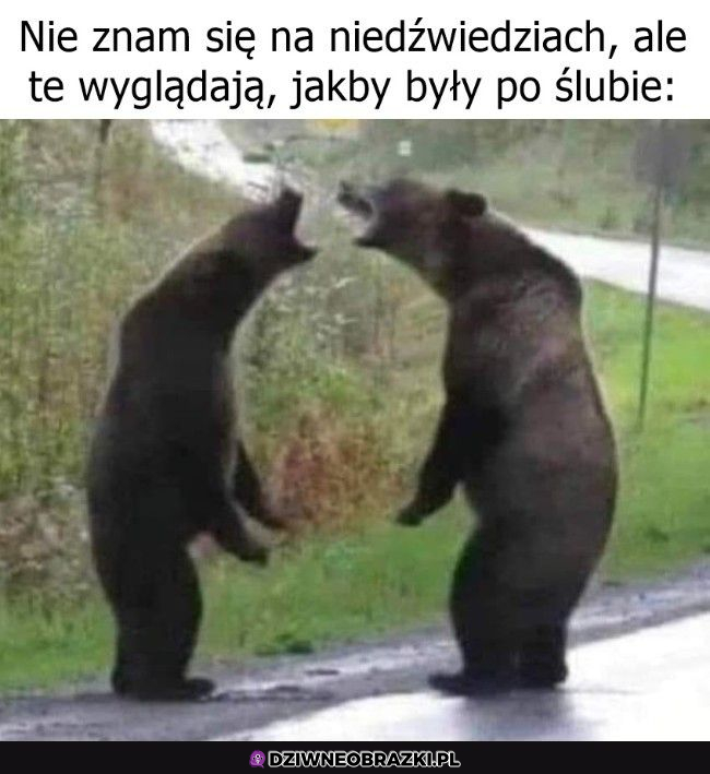 Niedźwiedzie po ślubie