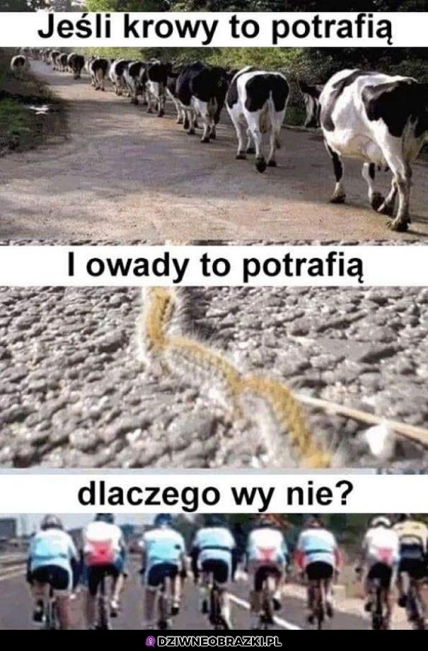 Widać kto jest mądrzejszy