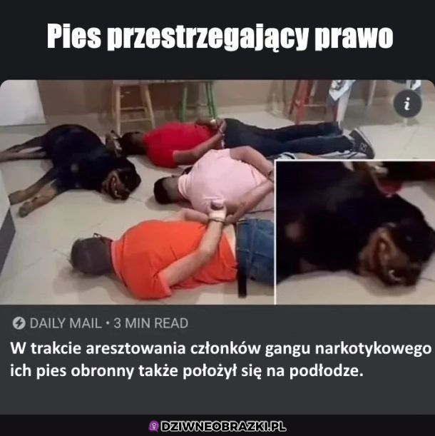 Dobry piesek