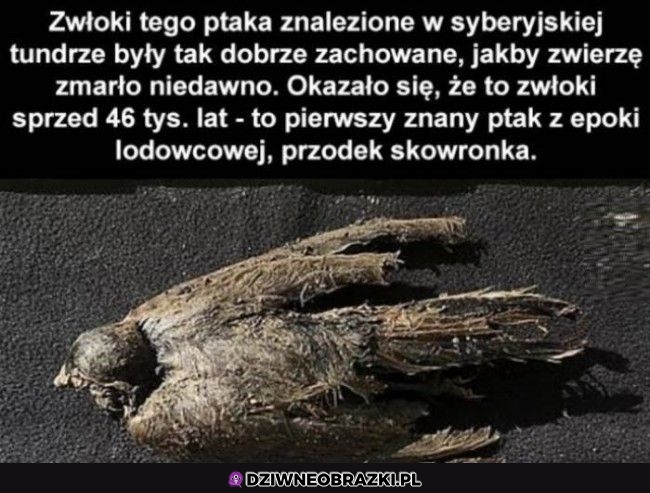 Ciekawostka
