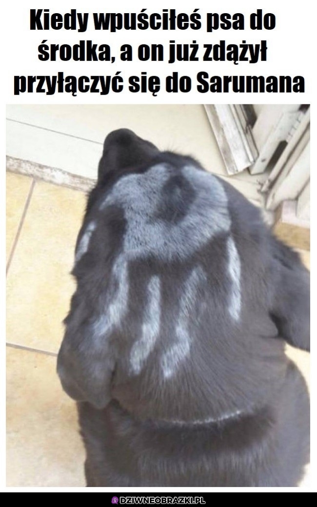 Zwerbowany