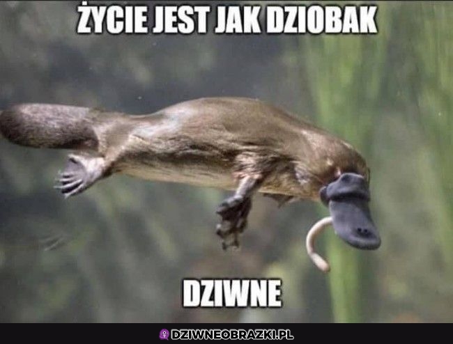 To prawda