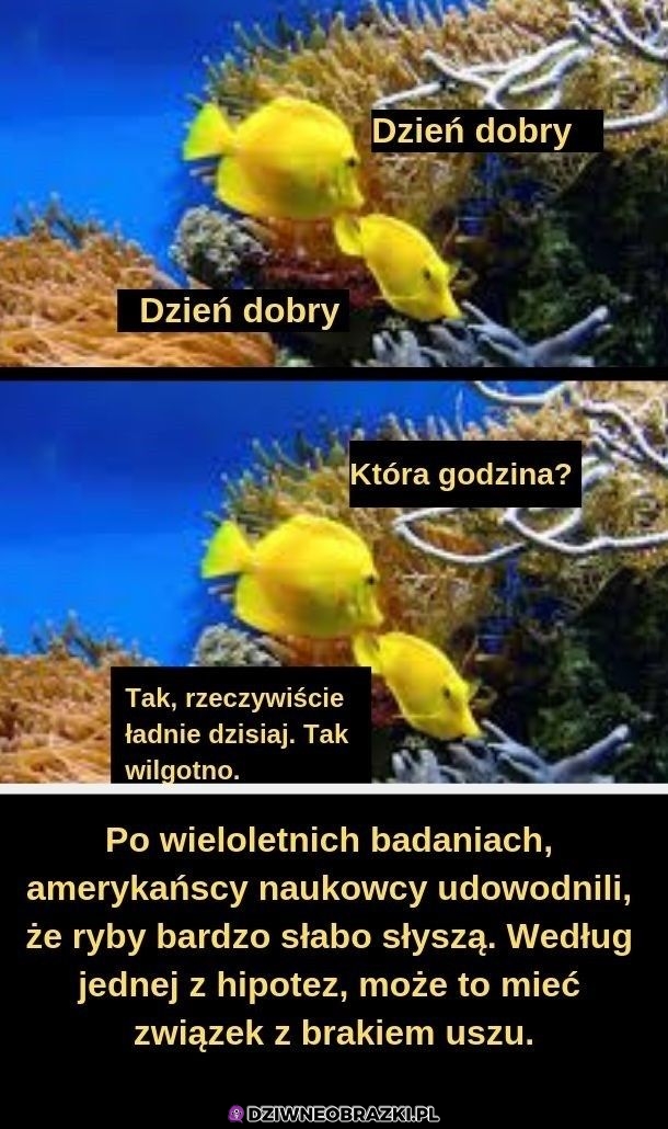 Dzień dobry