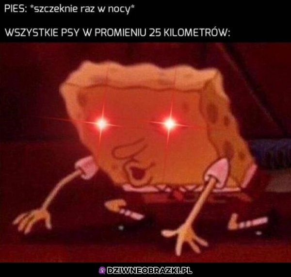Psy w nocy