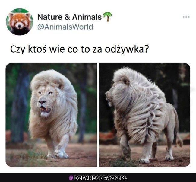 Musi być niezła