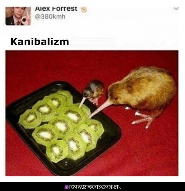 Kanibalizm