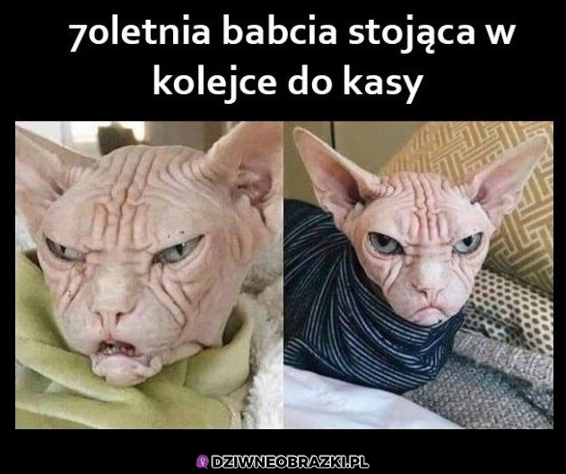 Taki ich wygląd