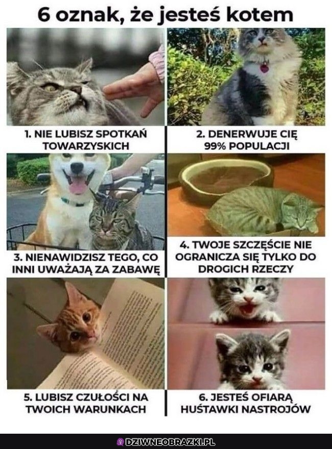 6 oznak bycia kotem