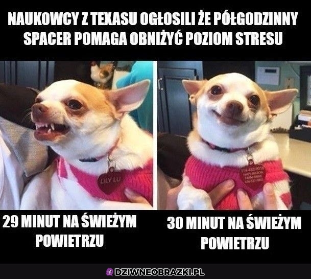 Musi być pół godziny