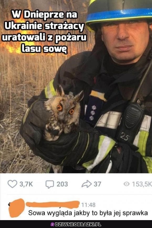 Uratowana sówka