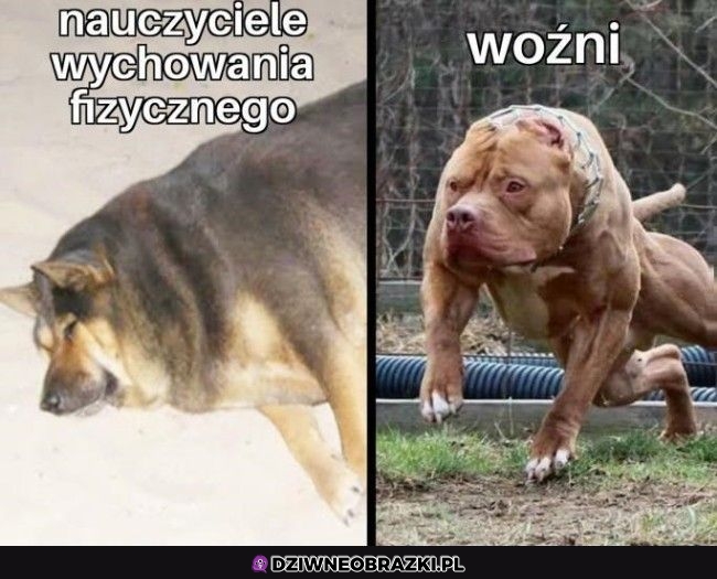 Wfiści i woźni