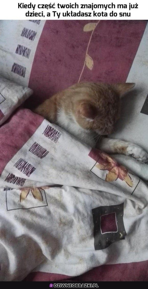 Układanie kota do snu