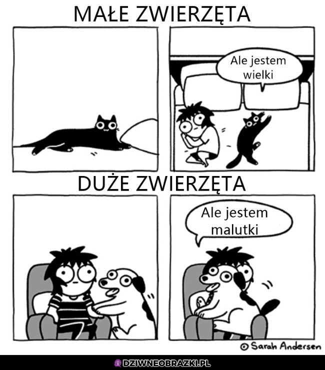 Zwierzaki takie są