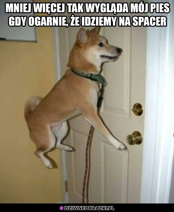 Spacer
